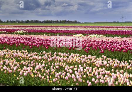 Niederländische Gebiet mit vielen rosa und roten Tulpen Stockfoto