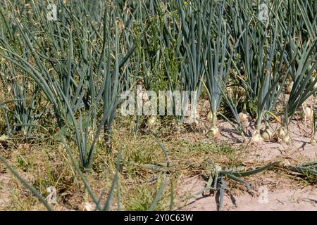 Grüne Zwiebeln im Sommer, reife Zwiebeln auf dem Feld im Sommer Stockfoto