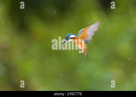 Gewöhnlicher eisvogel Alcedo atthis, männlicher Schweben, Suffolk, England, August Stockfoto