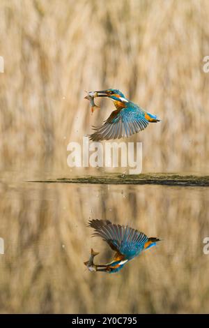 eisvogel Alcedo atthis, erwachsener Mann fliegt mit gemeinem rudd Scardinius erythropthalamus, Beute im Schnabel, Suffolk, England, August Stockfoto