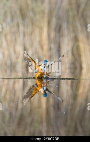 eisvogel Alcedo atthis, erwachsener Mann, der vom Tauchgang mit gemeinem rudd Scardinius erythropthalamus zurückkehrt, Beute im Schnabel, Suffolk, England, August Stockfoto