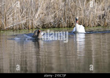 Stummer Schwan und Graugans während der Paarungszeit Stockfoto