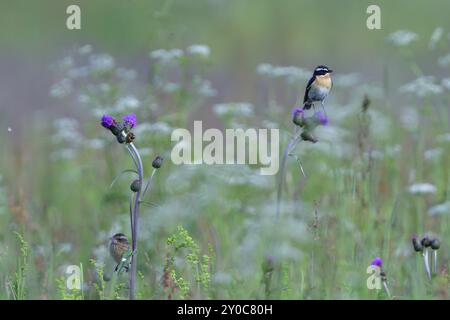 Whinchat Familie im Frühling auf einer Wiese. Whinchat auf einem Barsch Stockfoto