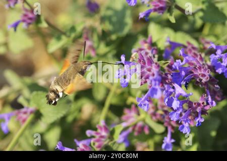 Taubenschwanz-Falke-Motte auf der Suche nach Nektar. Kolibri-Falkenmotte im Garten im Herbst Stockfoto