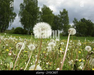 Löwenzahn-Wiese Stockfoto