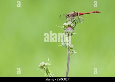 Rote Drachenfliege, die auf einer Distel ruht. Makro, unscharfer Hintergrund, Kopierraum. Roddy Darter Libelle, die auf einer Distel ruht, Nahaufnahme, unscharf, leichte Geilheit Stockfoto