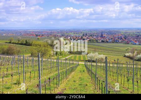 Deidesheim während der Mandelblüte im Frühjahr, Landschaft um Deidesheim während der Mandelblüte im Frühjahr, Deutschland, Europa Stockfoto