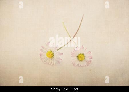 Zwei Gänseblümchen (Bellis perennis), Nahaufnahme Stockfoto
