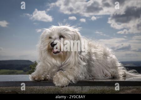 Ein kleiner weißer Havanese liegt auf einer Metallplatte und schaut leicht an der Kamera vorbei Stockfoto