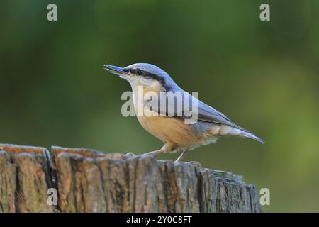 Nuthatch, Sitta Europa, Nuthatch, Europa, Mitteleuropa Stockfoto