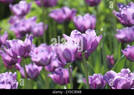 Wunderschöne Tulpen im Frühlingspark Stockfoto