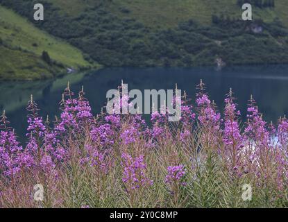 Sommerszene am Engstlensee. Kleine Weidelrose, rosa Wildblumen Stockfoto