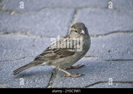 Sparrow in berlin, hier ist er noch in großer Zahl zu finden. Die Bevölkerung nimmt weltweit ab. Meistens in größeren Gruppen zu finden Stockfoto