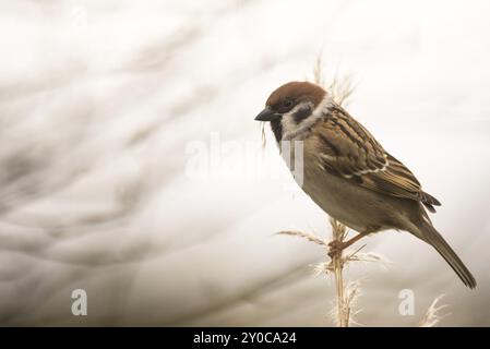 Ein Baumsperling sitzt auf einem Pampas-Grasstängel und sammelt Nistmaterial Stockfoto