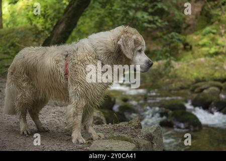 Golden Retriever auf einem Angelausflug Stockfoto