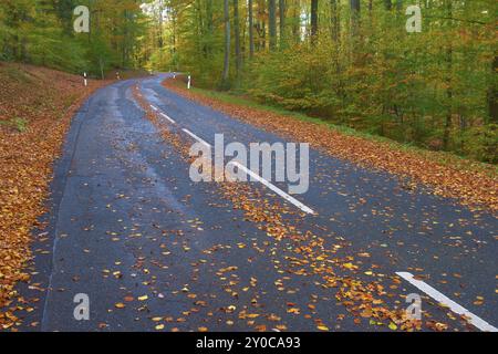 Eine gewundene Straße im Wald, bedeckt mit bunten Herbstblättern, eingebettet in eine herbstliche Landschaft, Altenbuch, Stadtteil Miltenberg, Spessart, Ba Stockfoto