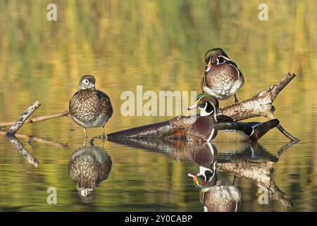 Drei Holzenten, ein Weibchen und zwei Männchen, sitzen auf einem Baumstamm, der aus dem Wasser ragt, in Spokane, Washington Stockfoto