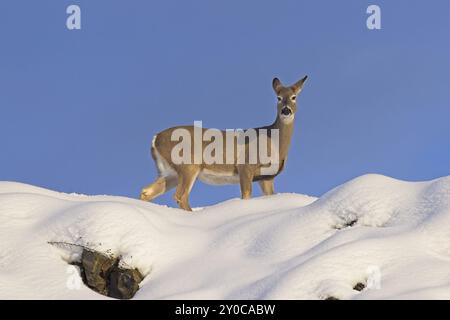 Ein weißes Schwanzhirsch, das auf einem verschneiten Hügel steht, schaut auf die Kamera im Norden von Idaho herunter Stockfoto