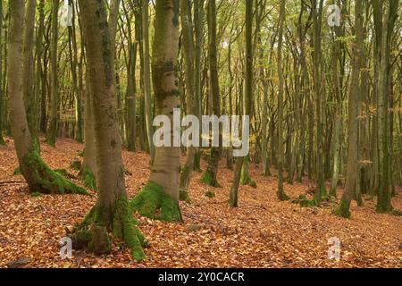 Wald im Herbst mit dichtem Laub und hohen moosigen Baumstämmen, ruhige Atmosphäre, Altenbuch, Miltenberg, Spessart, Bayern, Deutschland, Europa Stockfoto