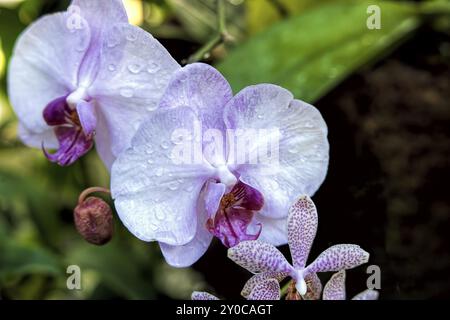 Wunderschöne rosa Orchideen im Garten, die mit Wassertropfen übersät sind Stockfoto