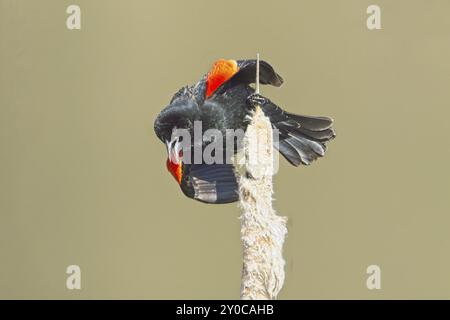 Eine singende männliche rotgeflügelte Amsel, die auf einer Katzenschwanz-Pflanze in der Nähe von Cheney, Washington, thront Stockfoto