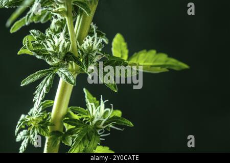 Cannabispflanze mit grünen Blättern und weißen Blüten, mit Trichomen, mit einem Platz für Text, Makroaufnahme Stockfoto