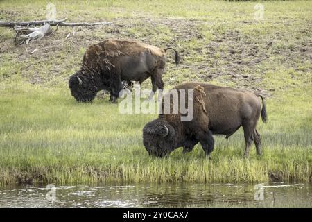 Zwei Bison weiden das Gras im zentralen Teil des Yellowstone-Nationalparks Stockfoto