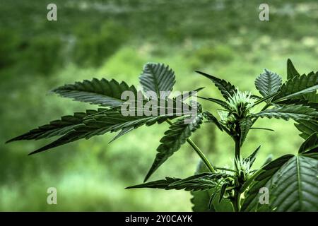 Cannabispflanze mit grünen Blättern und weißen Blüten. Bio-Marihuana, Nahaufnahme Stockfoto