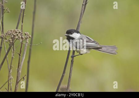 Ein kleines Schwarzes Kichi klammert sich an einem kleinen Schilf in Nord-Idaho Stockfoto