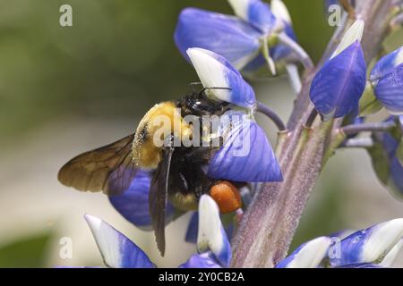 Ein Nahfoto einer orangefarbenen Hummel, die Pollen von Blumen in Nord-Idaho sammelt Stockfoto