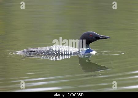 Ein Nahaufnahme-Seitenprofil eines gemeinsamen Seetauchs, der im Fernan Lake in Coeur d'Alene, Idaho, schwimmt Stockfoto