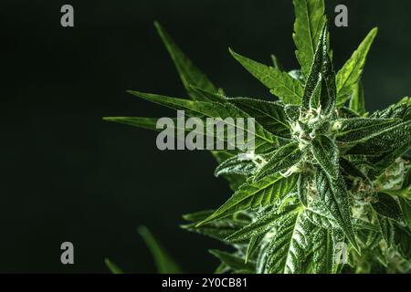 Cannabispflanze mit grünen Blättern und weißen Blüten, mit Trichomen, mit gelben Stigmen, fast bereit für die Ernte, mit einem Platz für Text Stockfoto