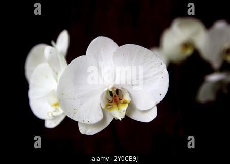 Nahaufnahme einer hübschen weißen Orchidee vor schwarzem Hintergrund Stockfoto