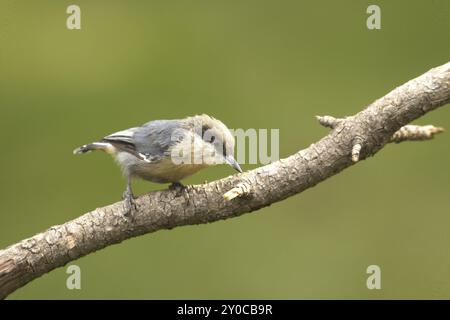 Ein kleiner Pygmäen-Nuthatch sitzt auf einem Zweig, der in Nord-Idaho nach unten blickt Stockfoto