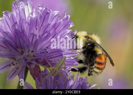 Die orangefarbene Hummel sammelt Pollen aus einer blühenden Zwiebelblume im Norden Idahos Stockfoto