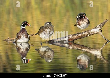 Drei Holzenten, ein Weibchen und zwei Männchen, sitzen auf einem Baumstamm, der aus dem Wasser ragt, in Spokane, Washington Stockfoto