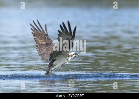 Ein wunderschöner Fischadler vermisst den Fang eines Fisches und fliegt von einem See im Norden von Idaho ab Stockfoto