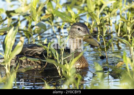 Eine weibliche Stocke schwimmt zwischen der dicken Vegetation in den Saltese Flats nahe Liberty Lake, Washington Stockfoto