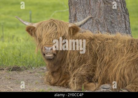 Eine braune Hochlandkuh ruht unter einem Baum in Nord-Idaho Stockfoto