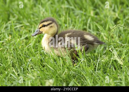 Stockentchen, anas platyrhynchos, spazieren im Gras im Manito Park in Spokane, Washington Stockfoto