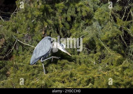 Ein großer blauer Reiher benutzt sein Bein, um sich in Nord-Idaho zu kratzen Stockfoto