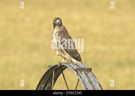 Ein wunderschöner Falke mit rauen Beinen sitzt auf einem Bewässerungsrad und sucht nach seiner nächsten Mahlzeit in Nord-Idaho Stockfoto