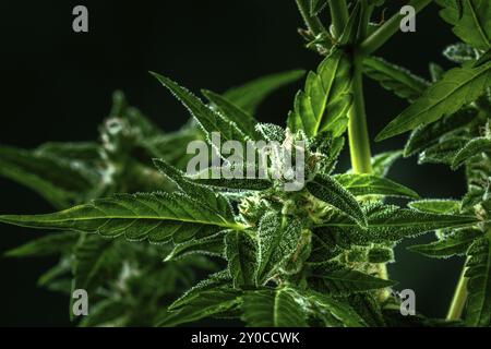 Cannabispflanze mit grünen Blättern und weißen Blüten, mit Trichomen, bereit für die Ernte, Nahaufnahme auf schwarzem Hintergrund Stockfoto