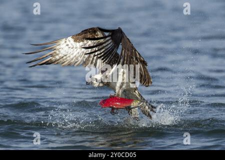 Ein Fischadler fliegt mit einem Kokanee-Lachs ab, nachdem er ihn im Hayden Lake im Norden von Idaho gefangen hat Stockfoto