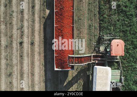 Nahaufnahme eines Anhängers mit roten Tomaten, der von einer Zugmaschine auf einem landwirtschaftlichen Feld beladen wird Stockfoto