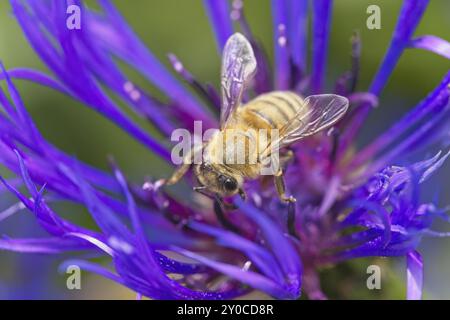 Eine kleine Honigbiene sammelt Pollen von einer violetten Blume in einem öffentlichen Garten in Nord-Idaho Stockfoto