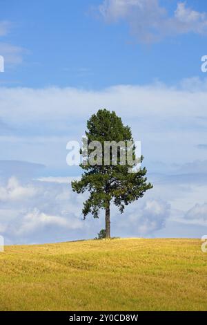 Ein landschaftliches Foto einer einsamen Kiefer vor einem teilweise bewölkten Himmel auf einem bereits geernteten Feld in der Nähe von Blanchard, Idaho Stockfoto