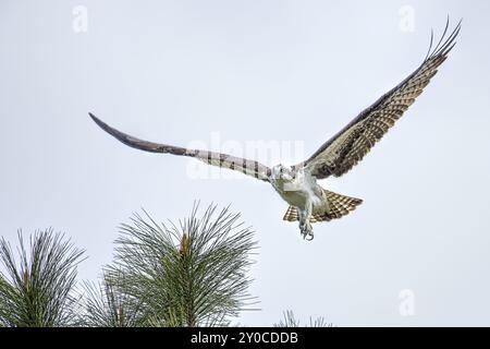 Ein Fischadler fliegt von der Baumspitze am Fernan Lake im Norden von Idaho Stockfoto