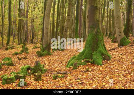 Wald im Herbst mit dichtem Laub und hohen moosigen Baumstämmen, ruhige Atmosphäre, Altenbuch, Miltenberg, Spessart, Bayern, Deutschland, Europa Stockfoto