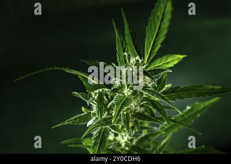 Cannabispflanze mit grünen Blättern und weißen Blüten, mit Trichomen, mit gelben Stigmen, fast bereit für die Ernte Stockfoto